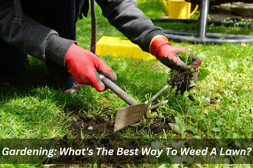 Gardening: What's The Best Way To Weed A Lawn?