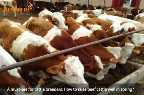 A must-see for cattle breeders: How to raise beef cattle well in spring?