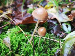 Growing Psilocybin Mushroom Spores in Your Backyard