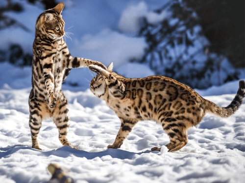 The Poetry Cat and the Silver Bengal Cat: A Tale of Beauty, Grace, and Inspiration