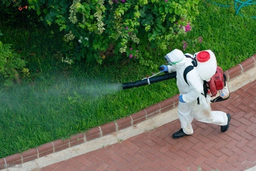 How to Remove Pests and Destroy Them
