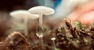 A Beginner's Guide to Growing Magic Mushrooms