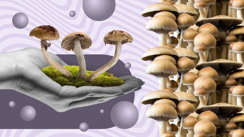 Cultivating Magic Mushrooms: A Step-by-Step Guide to Growing Your Own Psychedelic Fungi