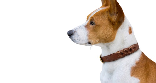 How To Turn Your Love For Dogs