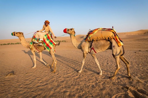 Desert safari Dubai camel ride