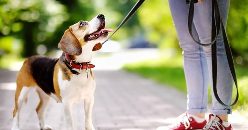 Advantages and Disadvantages of Slip Leads for Dogs