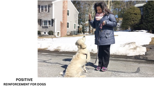 How Positive Reinforcement Training Sets the Foundation for a Well-Behaved Companion