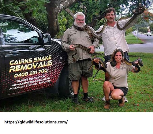 Snake Removal Cairns