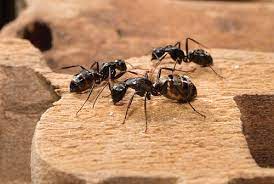 Stop the Marching Ants: A Comprehensive Guide to Ant Control in Melbourne