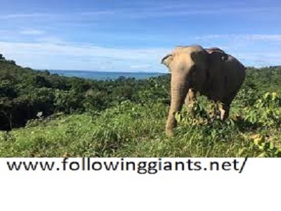 Lanta Elephant Sanctuary