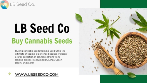 Exploring The Growing Potential Of The Best Cannabis Seeds