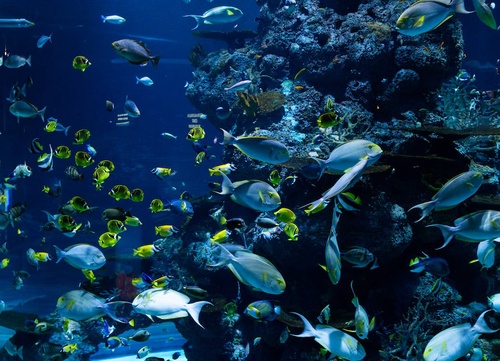 Exploring the Mesmerizing Depths: Scuba Diving in Cancun
