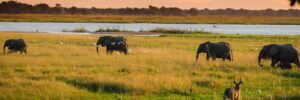 Discovering the Wonders of Masai Mara and Ngorongoro on a Safari Adventure