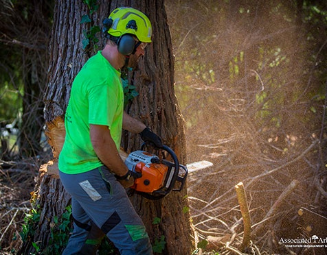 Trimming Triumph: Elevate Your Landscape with Tree Trimming Services