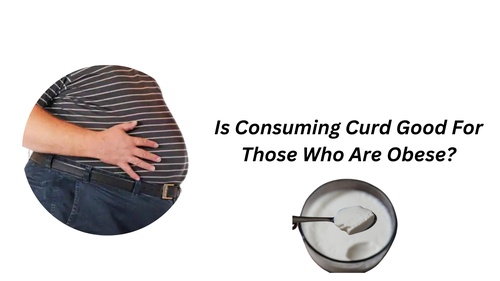Is Consuming Curd Good For Those Who Are Obese?