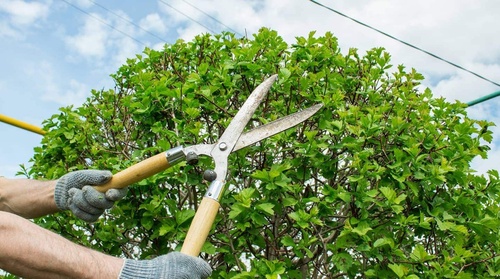 The Green Makeover: Revitalize Your Property with Tree Trimming