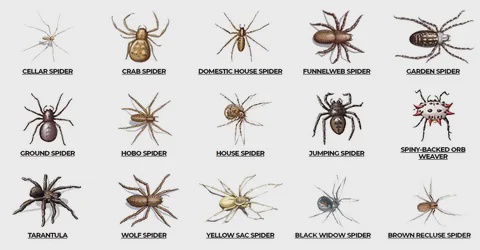 Effective Methods for Wasps Control and Spider Pest Control