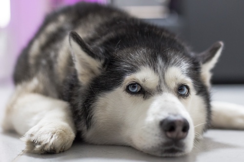 Huskies Care Guide: Everything You Need to Know