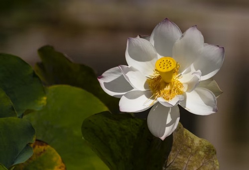 Unraveling the Secrets: Exploring the White Lotus Filming Locations