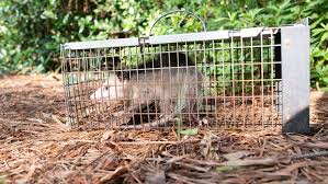 Proven Strategies for Effective Possum Removal: Expert Advice Revealed