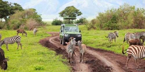 A Dream Vacation with Tanzania Safari Tours for Nature and Wildlife Lovers
