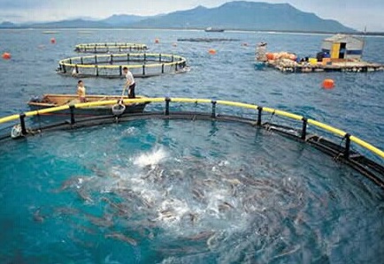 The impact of water quality on aquaculture