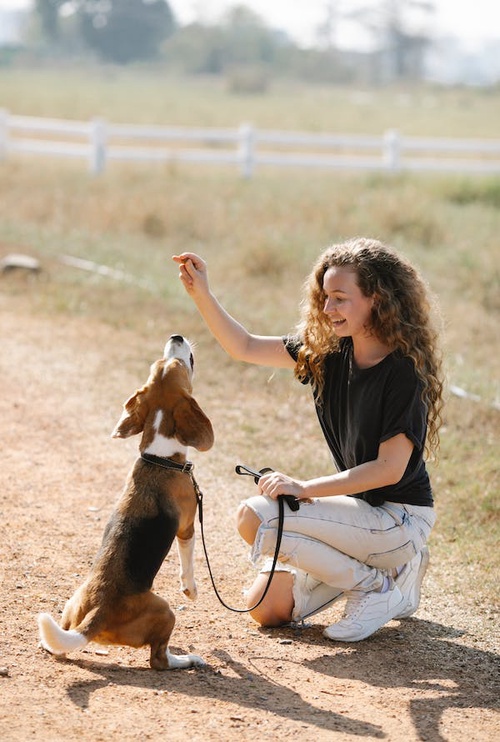 Elevating Canine Skills: The Power of Dog Boarding and Training Programs