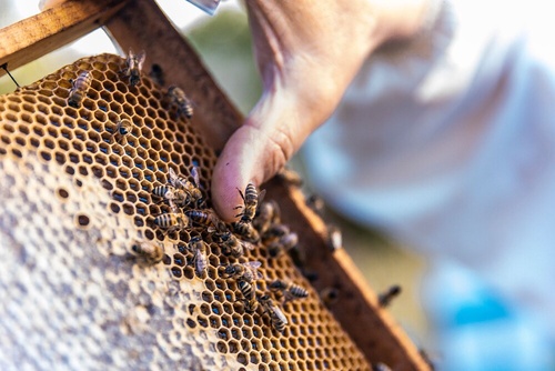 Important Points About Safe and Responsible Bee Pest Control