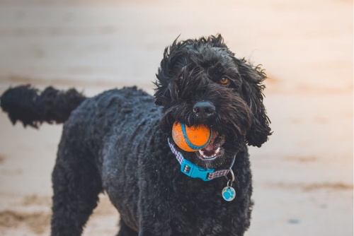 Fetch Excitement: Dog Toys for an Energetic Game
