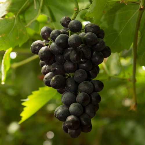 Sable Grapes: A healthy and safe Choice
