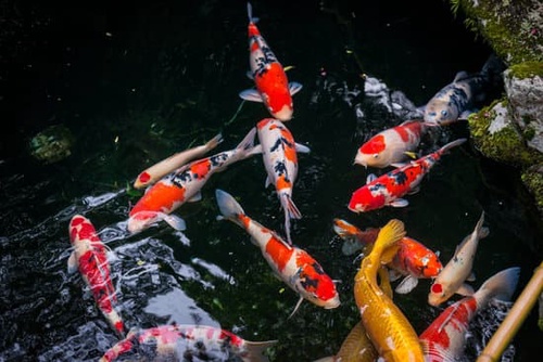 Nourishing the Beauty: A Complete Guide to Koi Fish Nutrition and Feeding Techniques