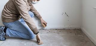 Understanding Mold Inspection: Importance, Process, and Prevention