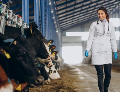 Everything You Need to Know About the Largest Beef Producers