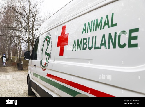Saviors on Wheels: Ambulance for Street Animals