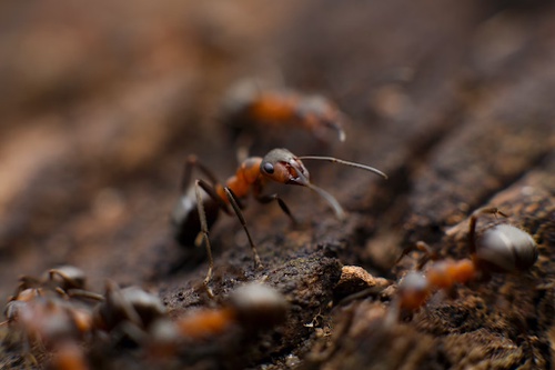 What Pest Control Solutions Work Best for Different Types of Pests?
