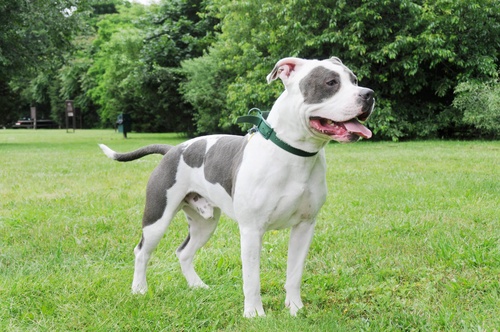 Are American bully dog breeders?