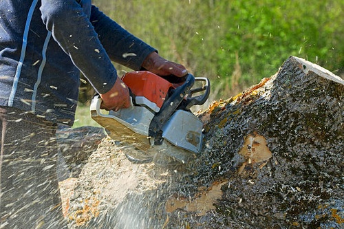 Safeguarding Your Space: Expert Tree Removal Services
