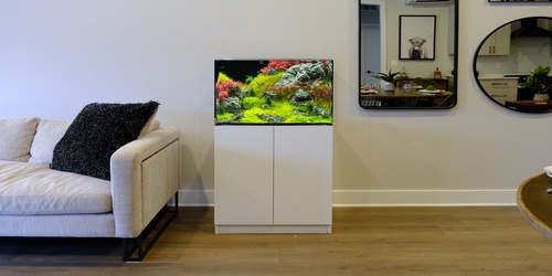 5 Excellent Reasons Why You Should Consider Adding an Aquarium to Your Living Room