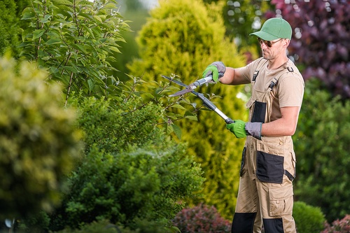 How to Choose the Right Tree Removal Service in New Jersey for Your Needs