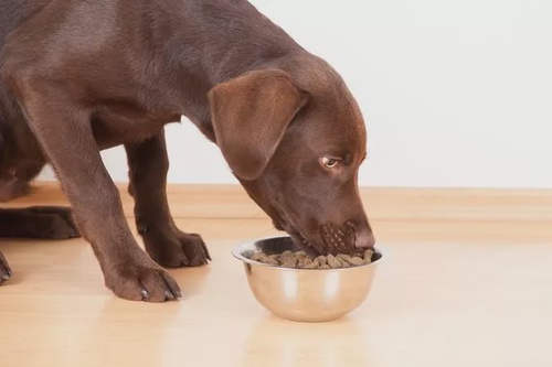Top 10 Dog Food Brands for Optimal Canine Nutrition