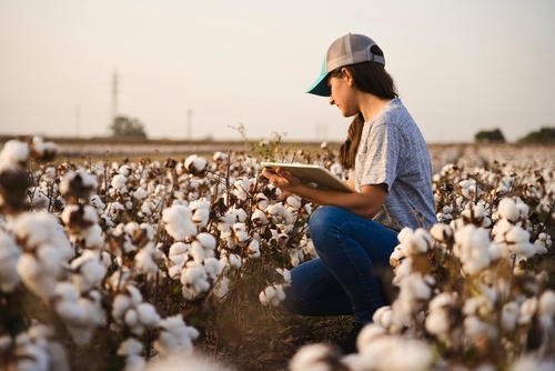 Navigating the Cotton Market: Price Forecasting and Commodity Prices