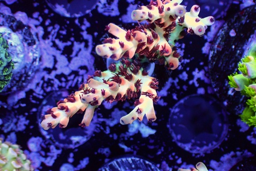Are you looking to get some SPS corals for your aquarium? These are some essential tips you must know