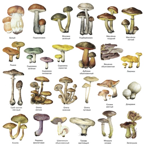 Discover the Rich World of Edible Mushrooms: An Encyclopedia of Fungi and Prime Mushroom Gathering Spots
