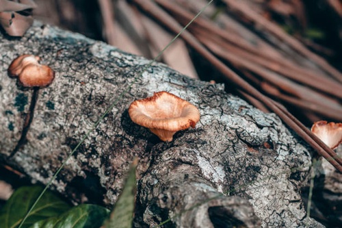 A Beginner's Guide to Identifying Edible Mushrooms in the Philippines
