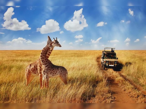 Embarking on an African Safari: A Dream Come True