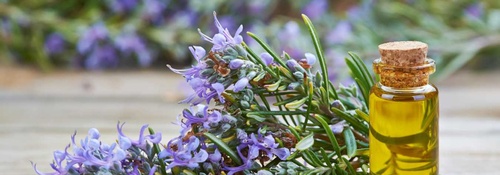 Unlock the Aromatic Secrets of Rosemary Essential Oil: A Guide to Natural Wellness