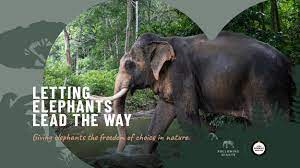 Ethical Elephant Camps