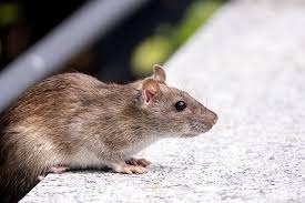 Ultimate Pest Solutions in Rodent Control Toronto: A Nationwide Impact