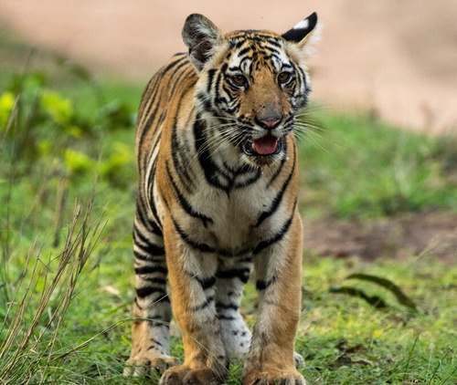 Discover the Wonders of Indian Wildlife with India Wild Safaris