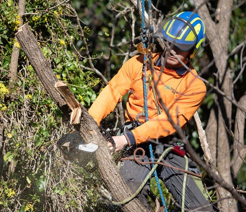 Top reasons to hire experts for Tree Removal Turramurra
